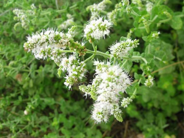 Mentha suaveolens / Menta a foglie rotonde